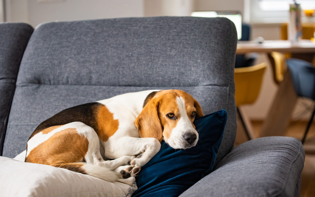 Con la nueva ley de mascotas, ¿pueden los propietarios prohibir la estancia de animales en sus viviendas?